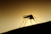 Mùa đông lạnh có cần diệt muỗi không?