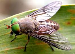 Ruồi và những bệnh do ruồi truyền