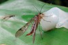 Việt Nam phát hiện hai loài ruồi bọ cạp hiếm gặp