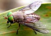 Bí kíp đuổi muỗi, kiến, gián hiệu quả mà vẫn an toàn