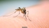 10 bệnh do muỗi gây ra phổ biến ở Việt Nam